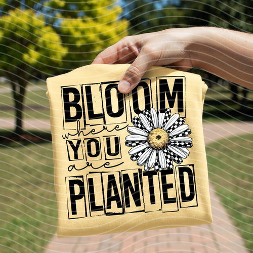 Yellow graphic tee with daisy flower and 'Bloom where you are planted' front print