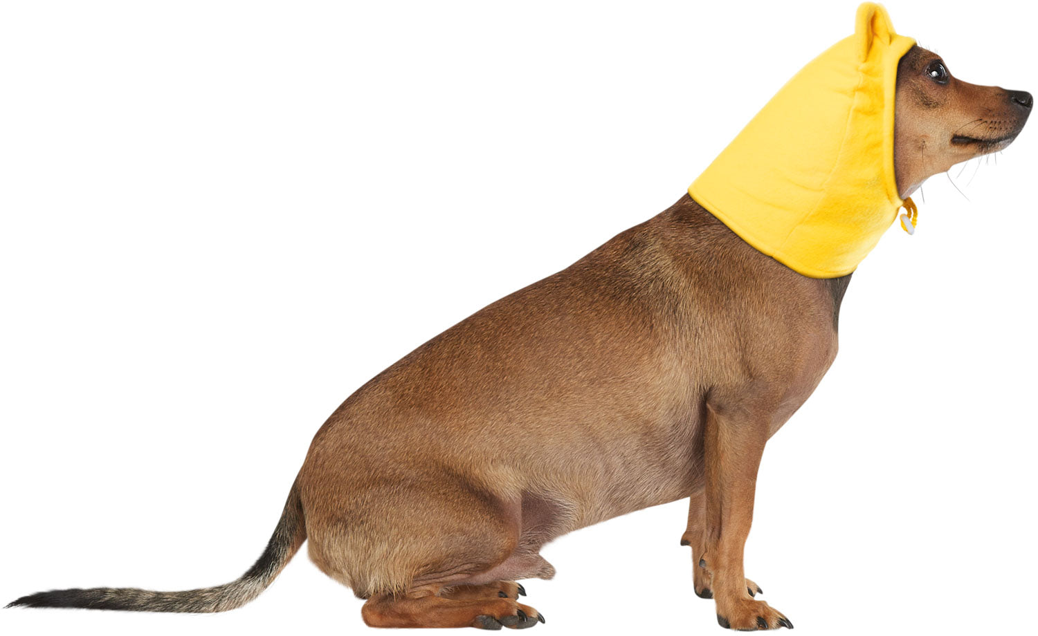 Winnie the Pooh: Pet Costume Headpiece Pooh Bear
