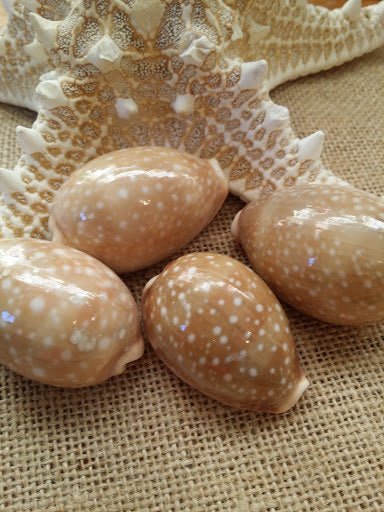 Pacific Deer Calf Cowrie Shell – Cypraea vitellus