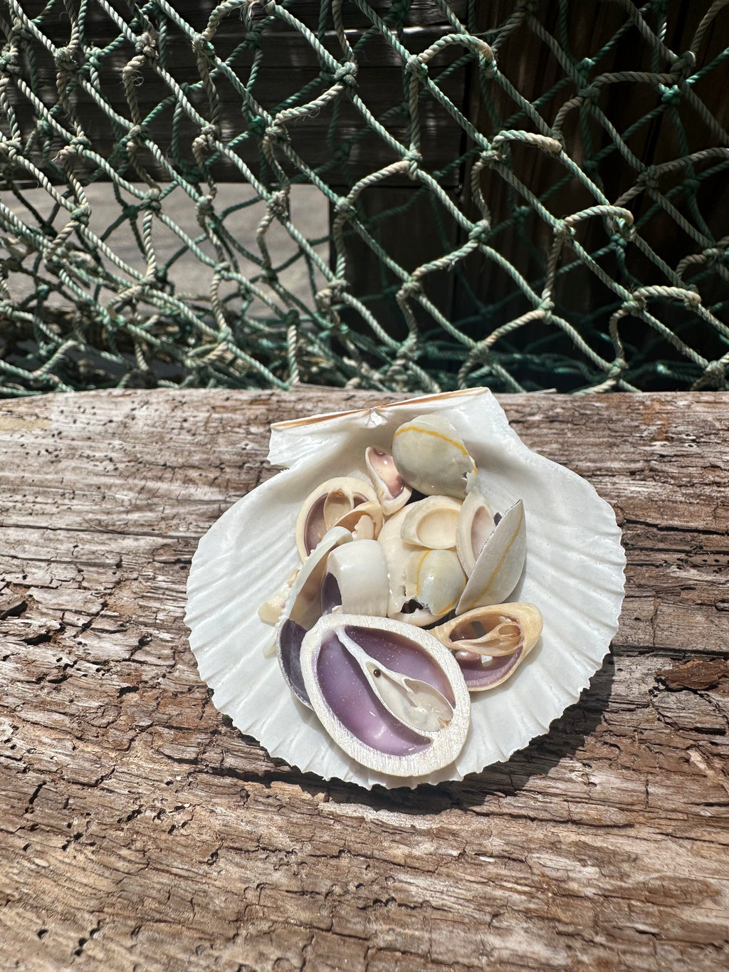 Sliced Cut Purple Cowrie Shell