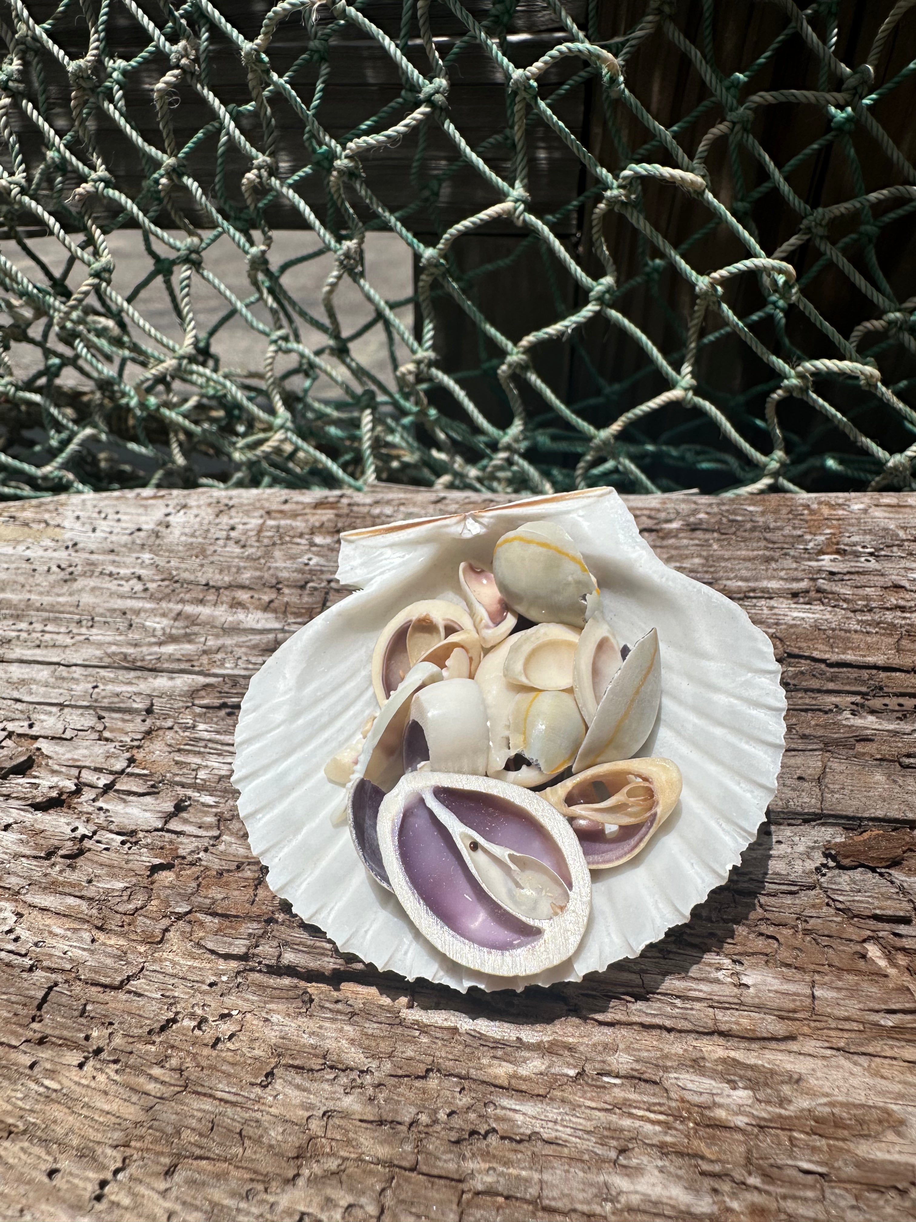 Sliced Cut Purple Cowrie Shell