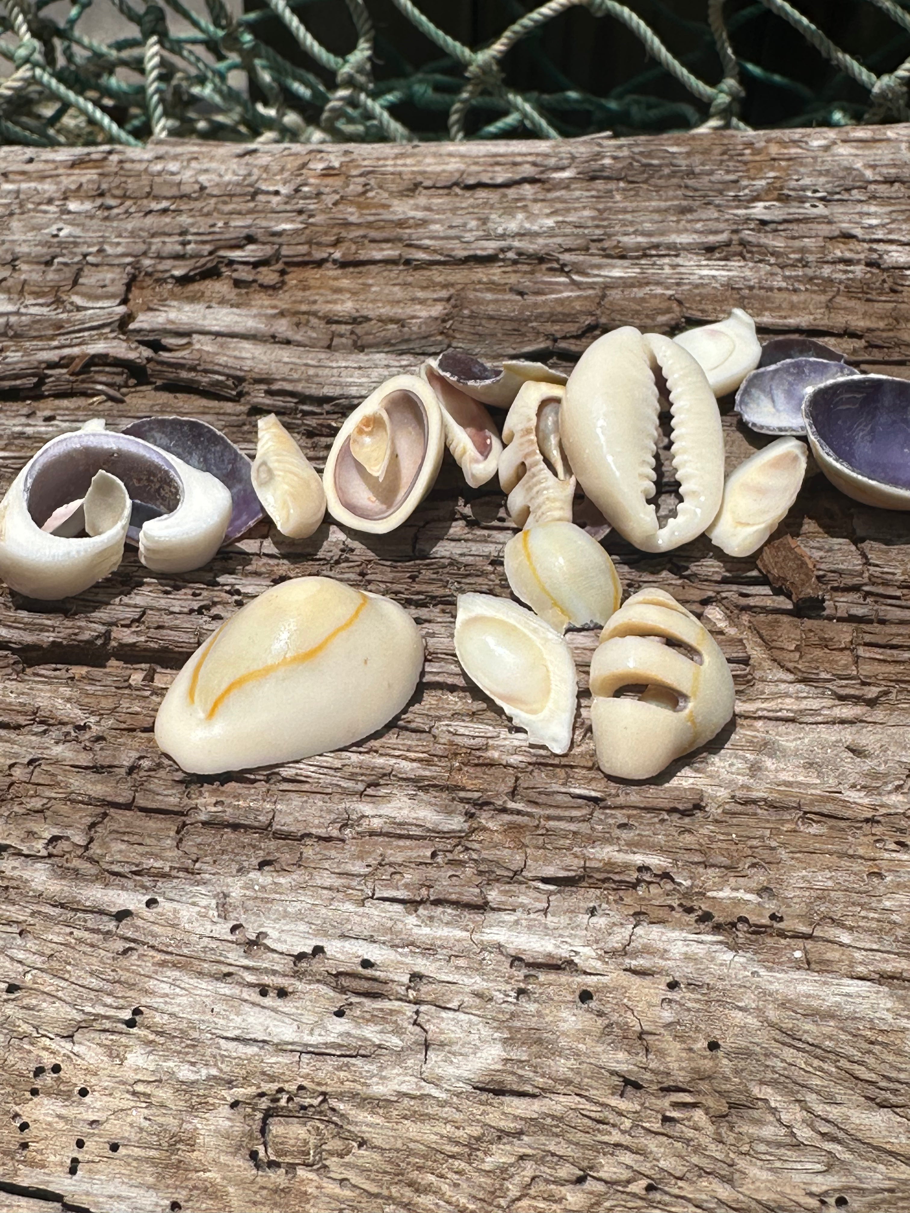 Sliced Cut Purple Cowrie Shell