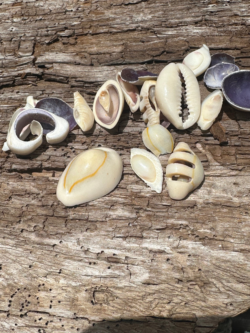 Sliced Cut Purple Cowrie Shell