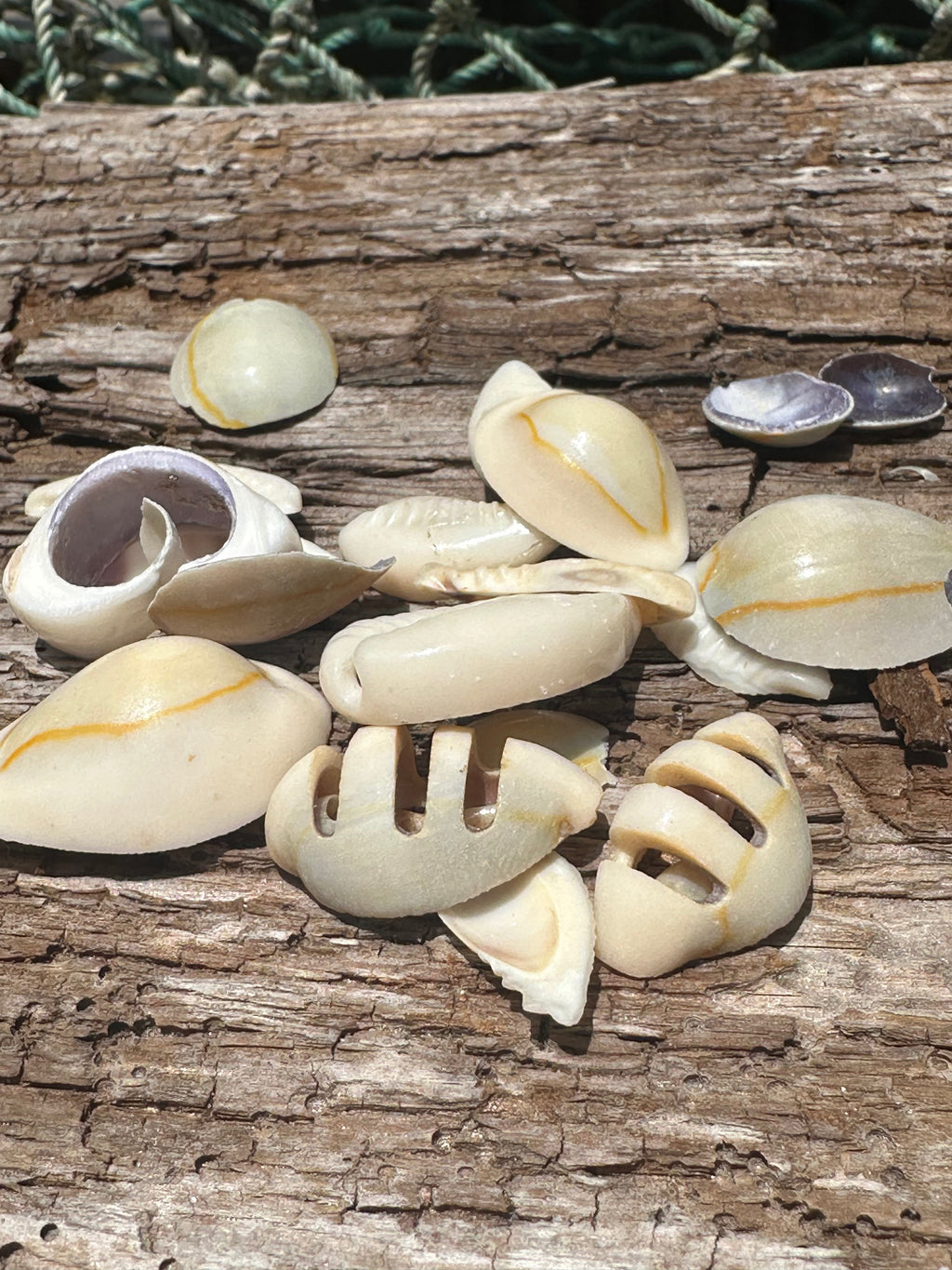 Sliced Cut Purple Cowrie Shell