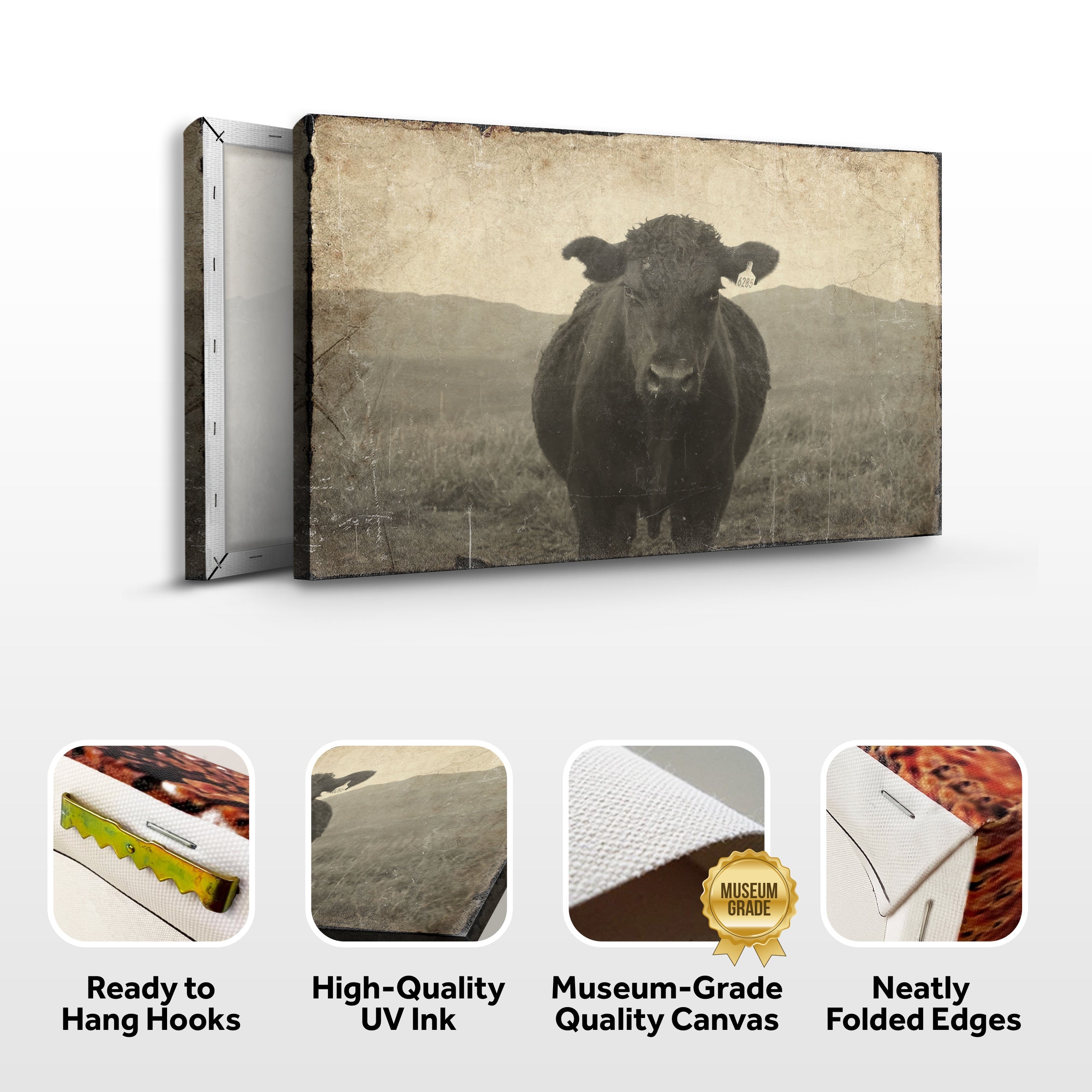 Vintage Angus Portrait Canvas Wall Art