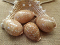 Pacific Deer Calf Cowrie Shell – Cypraea vitellus