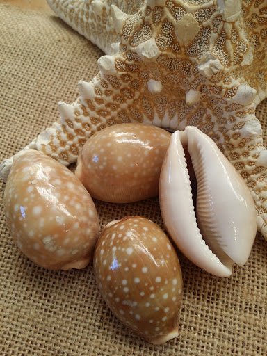 Pacific Deer Calf Cowrie Shell – Cypraea vitellus