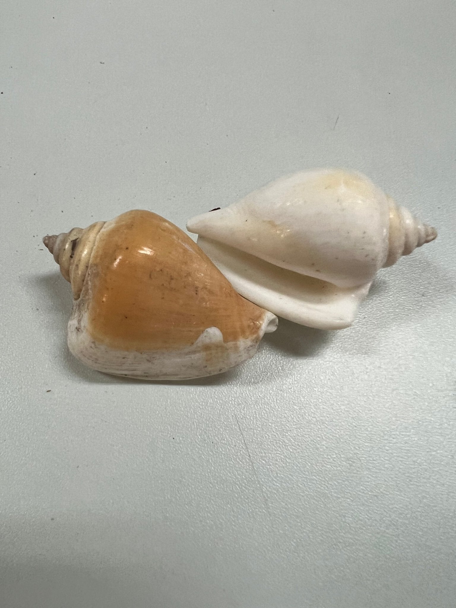 Canarium Strombus AKA Dog Canary Conch Shell