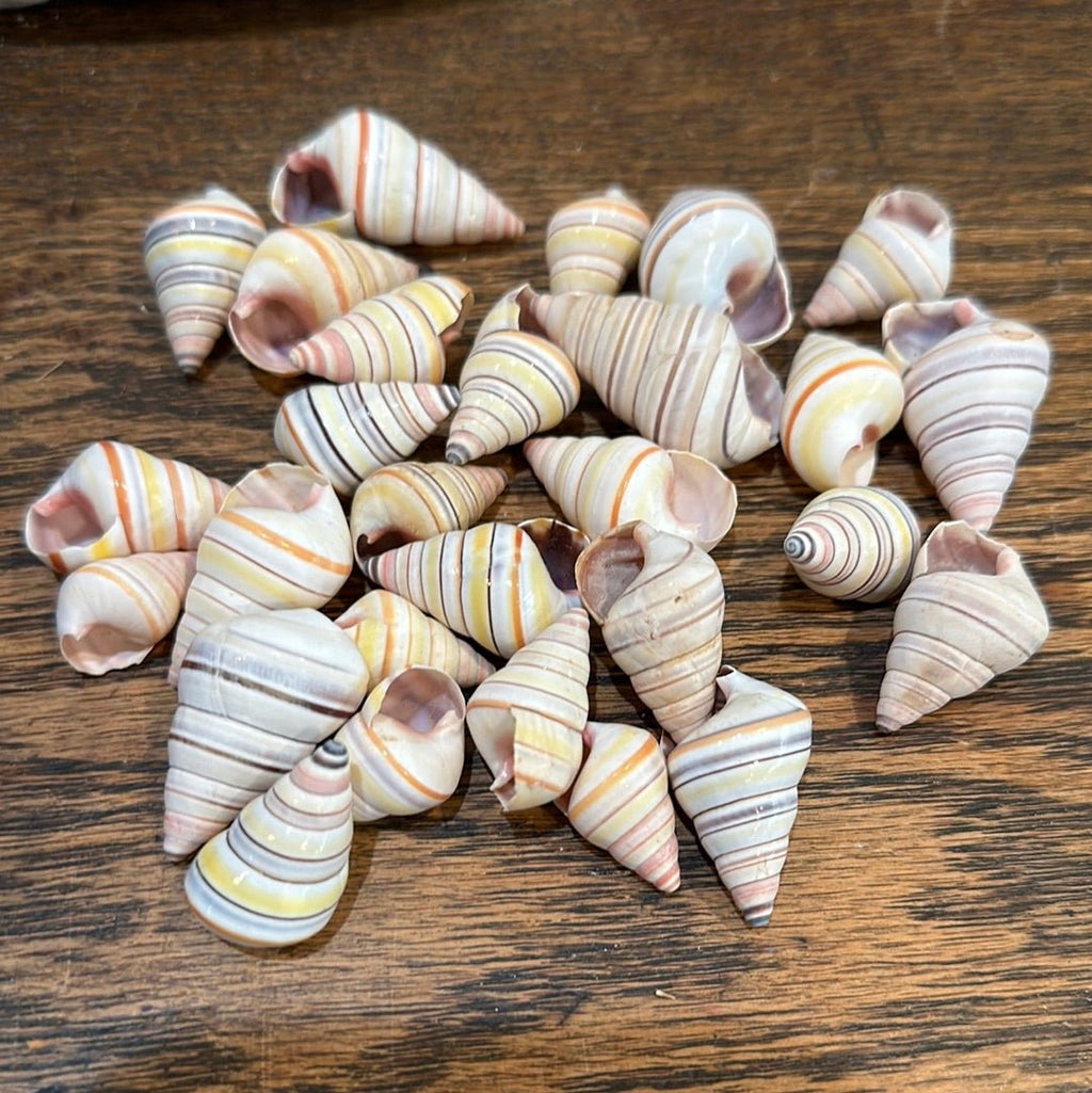 Candy Cane Tree Land Snail Shell Liguus virgineus