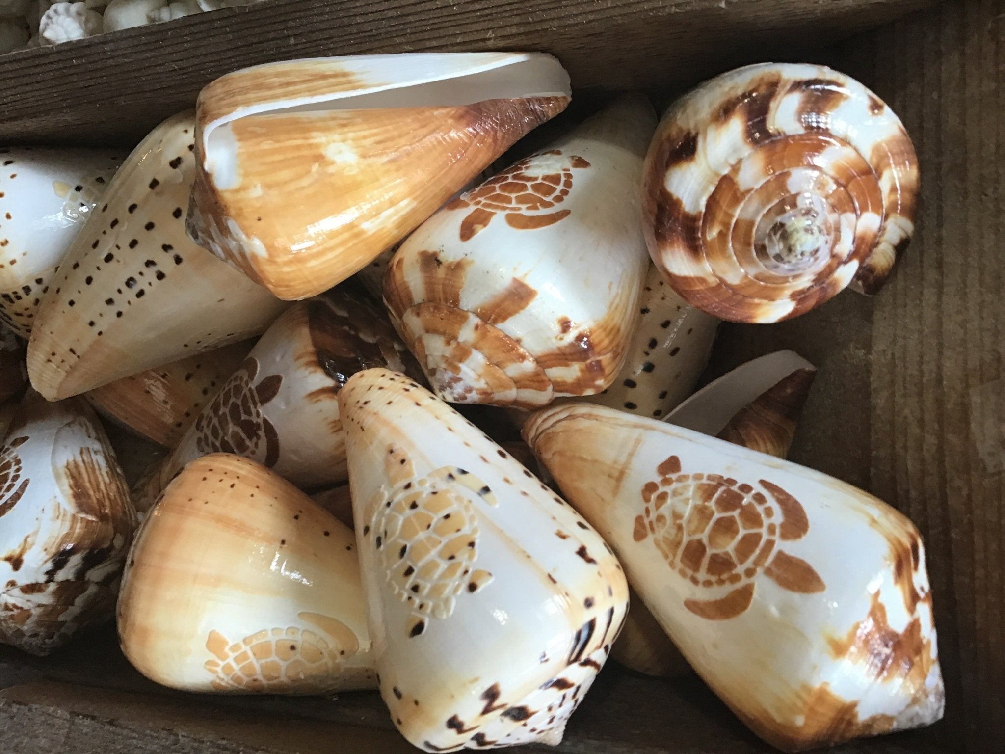 Carved Cone Shell
