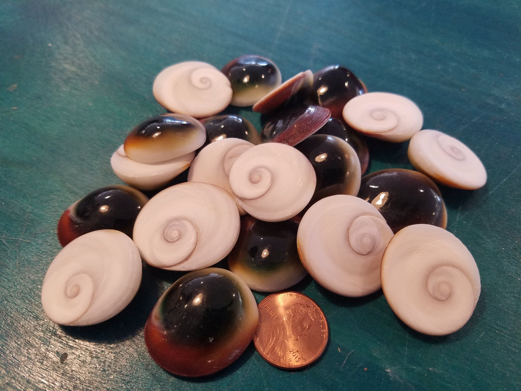Red & Green Cats Eye Operculum Eye of Shiva Shell