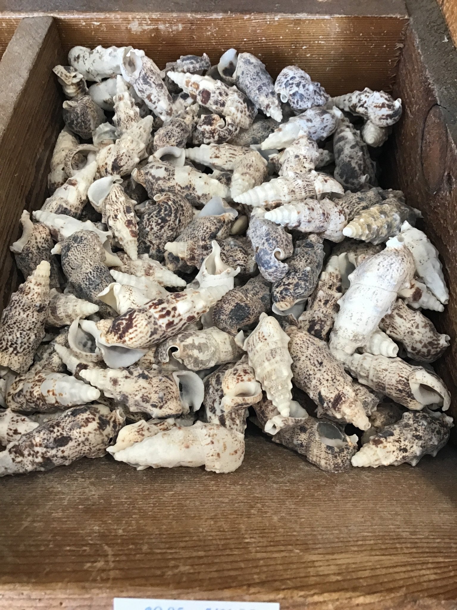 Bulk Cerithium Aluco Shells – Natural Crafting Shells for DIY