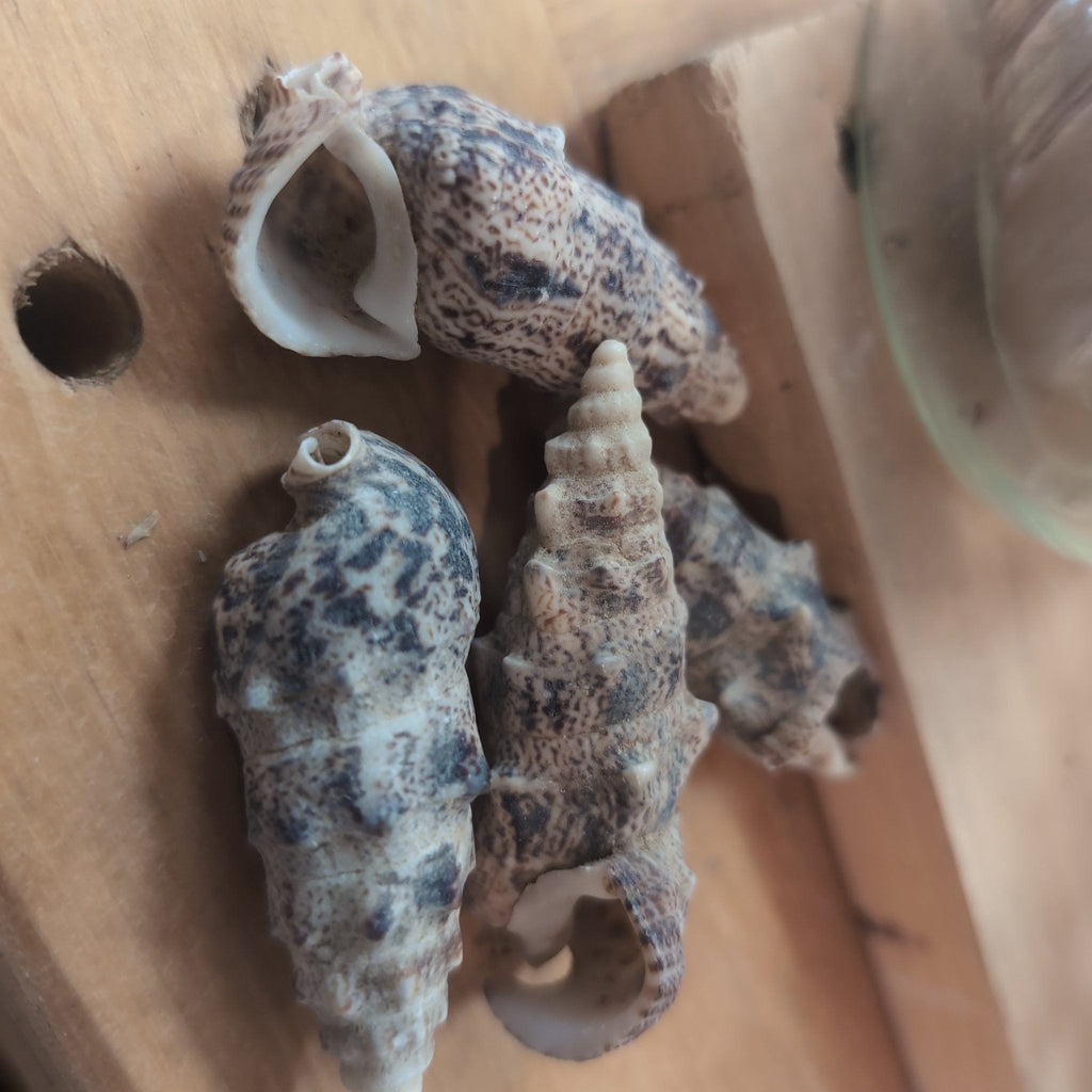 Bulk Cerithium Aluco Shells – Natural Crafting Shells for DIY