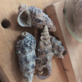 Bulk Cerithium Aluco Shells – Natural Crafting Shells for DIY