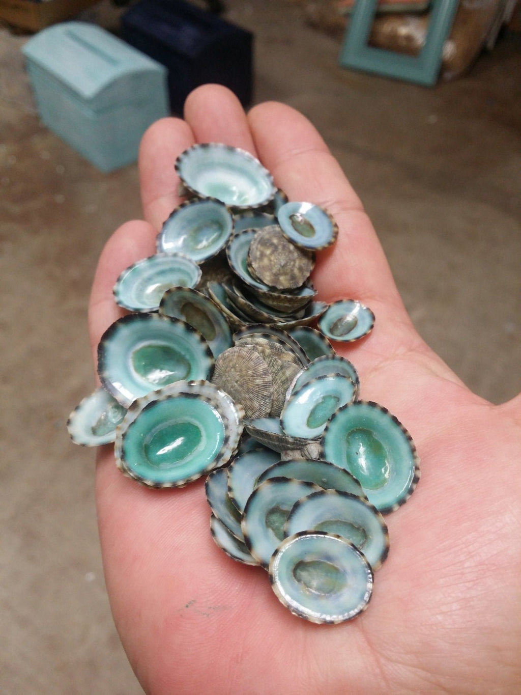 Green Blue Limpet Shells – Small Coastal Display Shells in Bulk