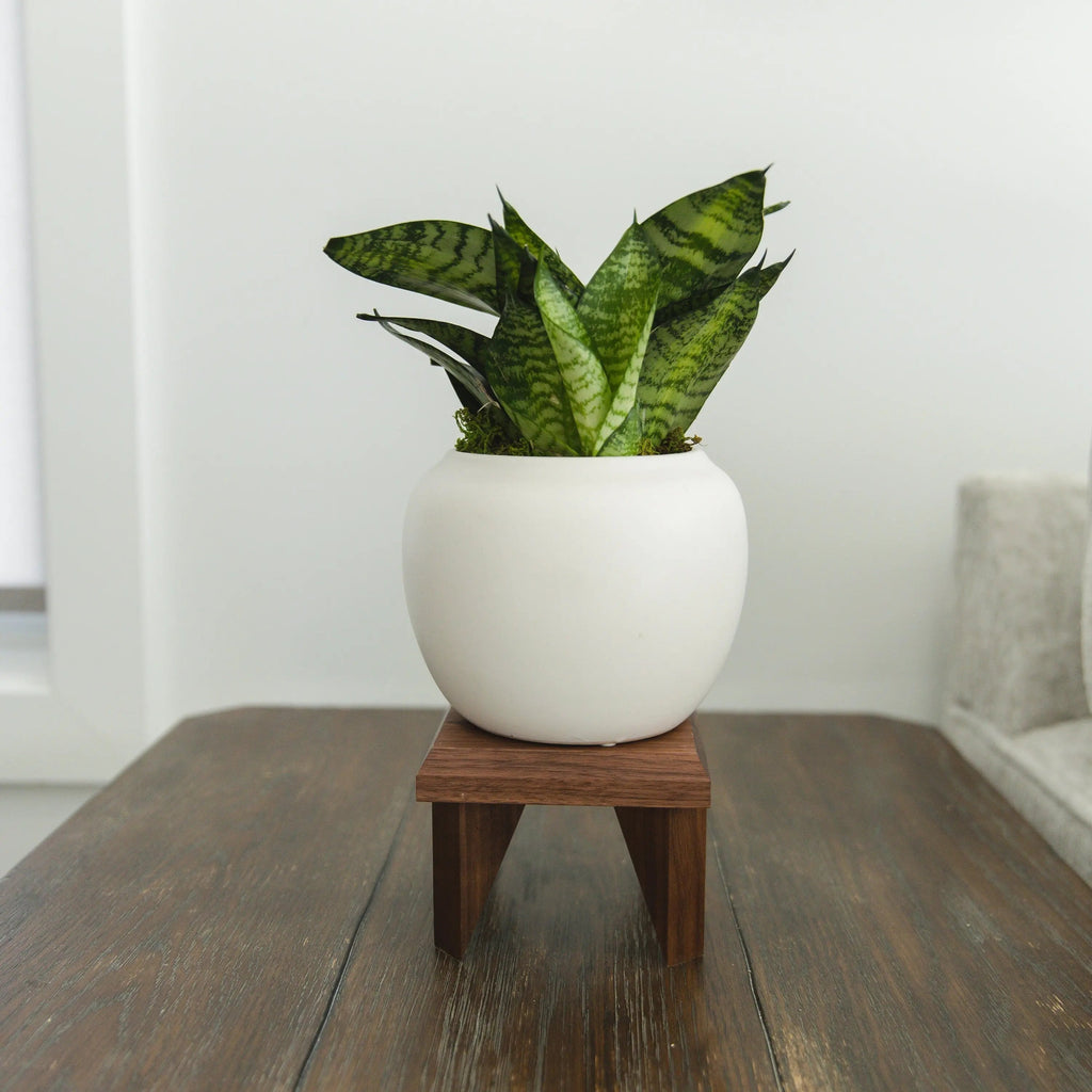 Dark walnut wood geometric plant stand with square top and angled legs