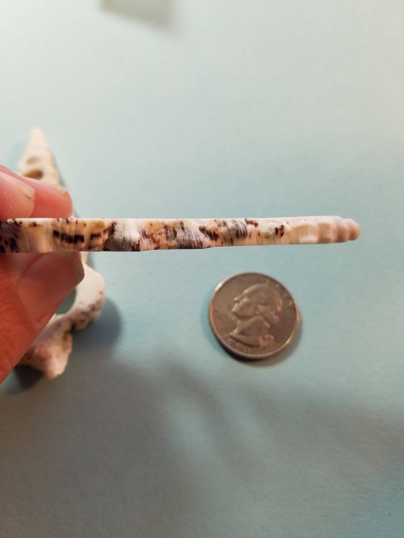 Knobby Center Cut Cerithium