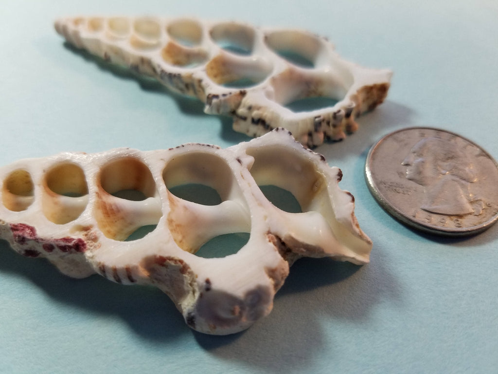 Knobby Center Cut Cerithium