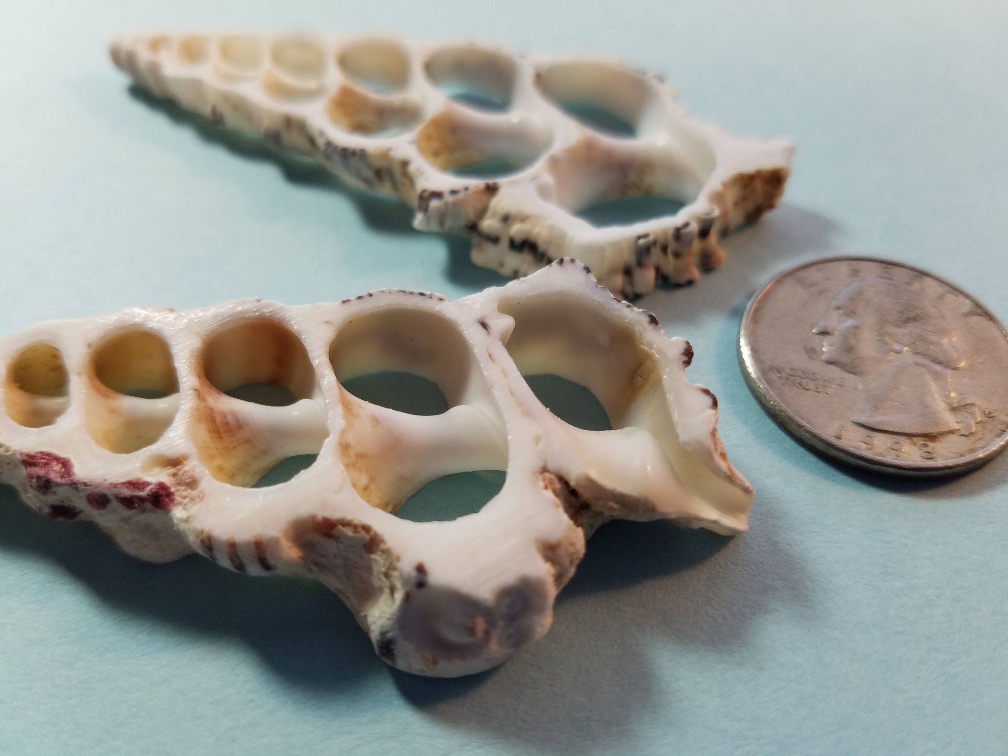 Knobby Center Cut Cerithium