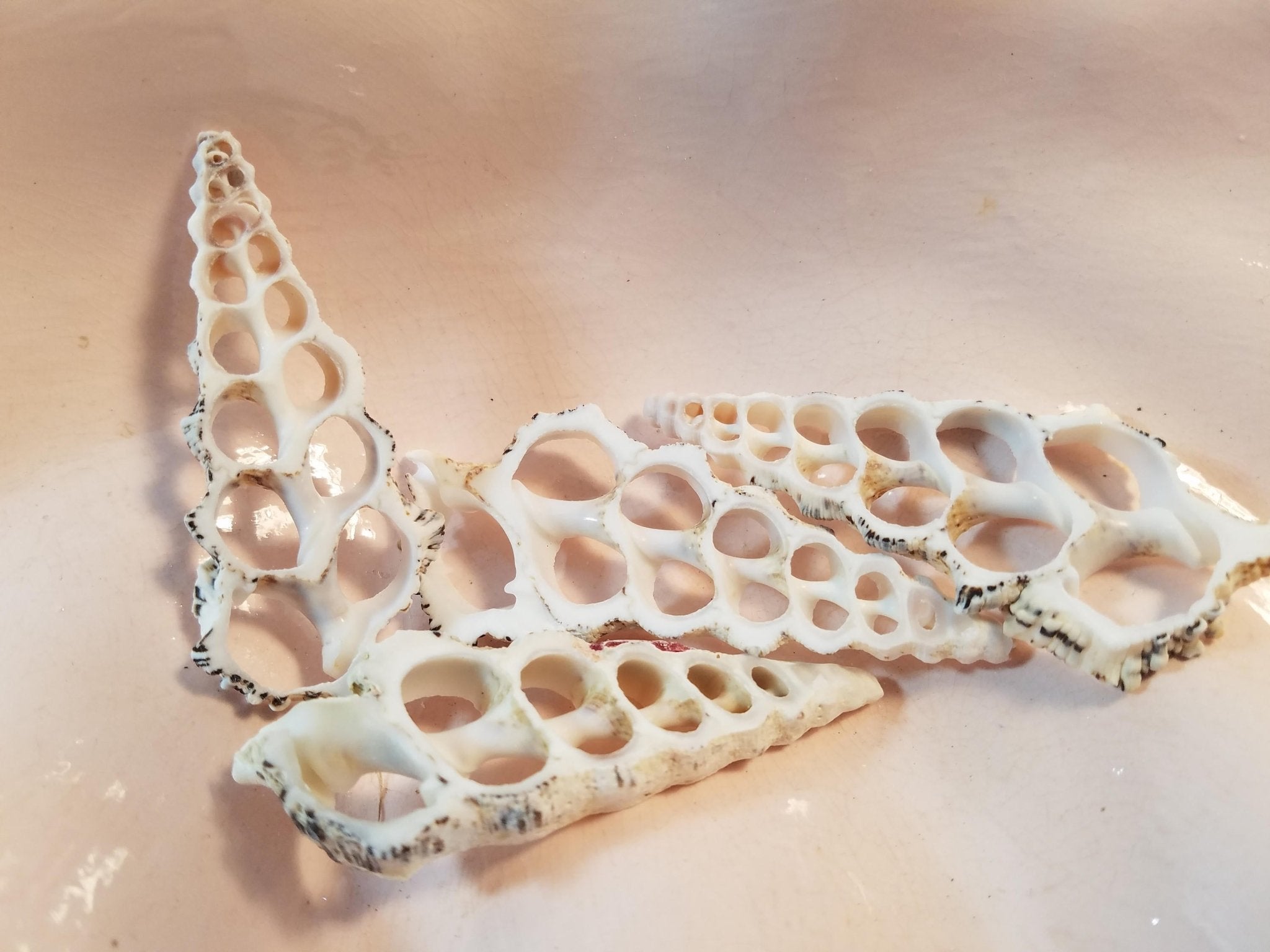 Knobby Center Cut Cerithium