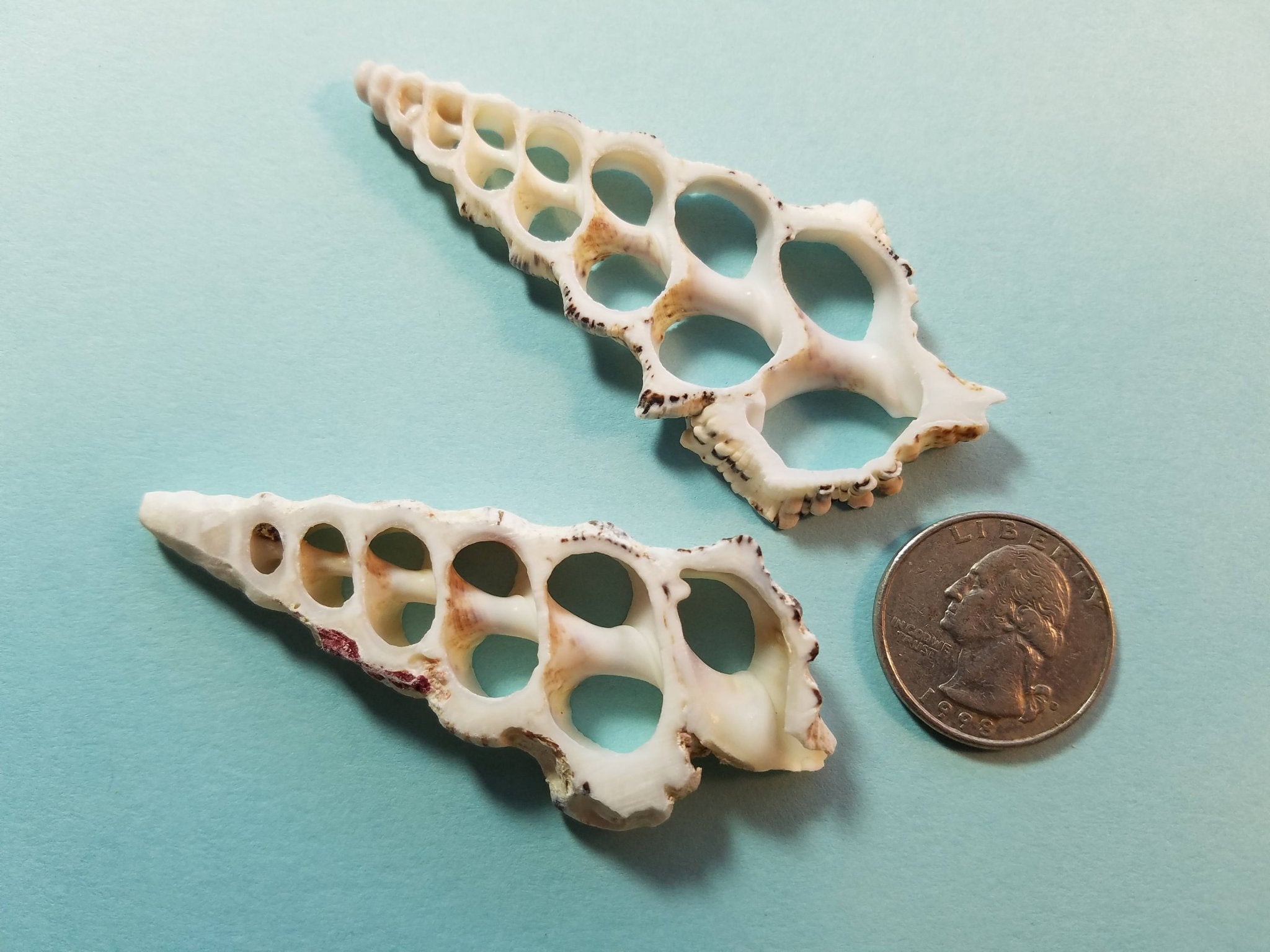 Knobby Center Cut Cerithium
