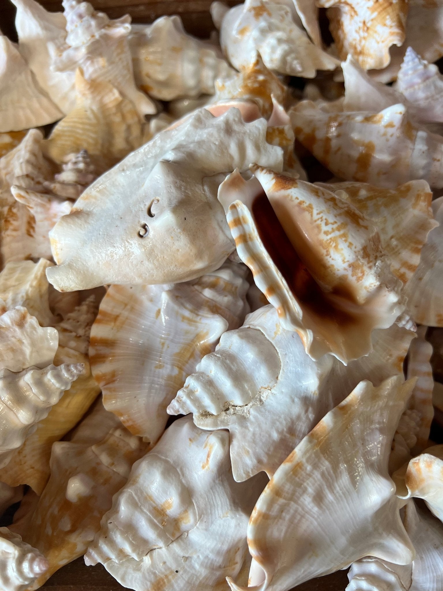 Strombus Sinuatus Conch Shell – Strombus sinuatus