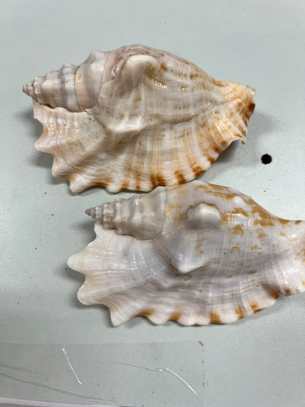 Strombus Sinuatus Conch Shell – Strombus sinuatus