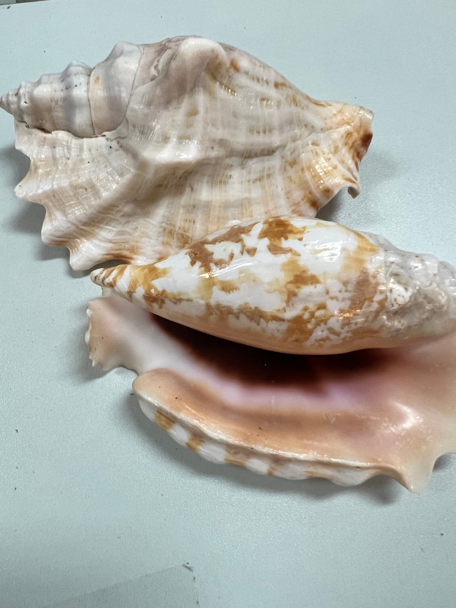 Strombus Sinuatus Conch Shell – Strombus sinuatus