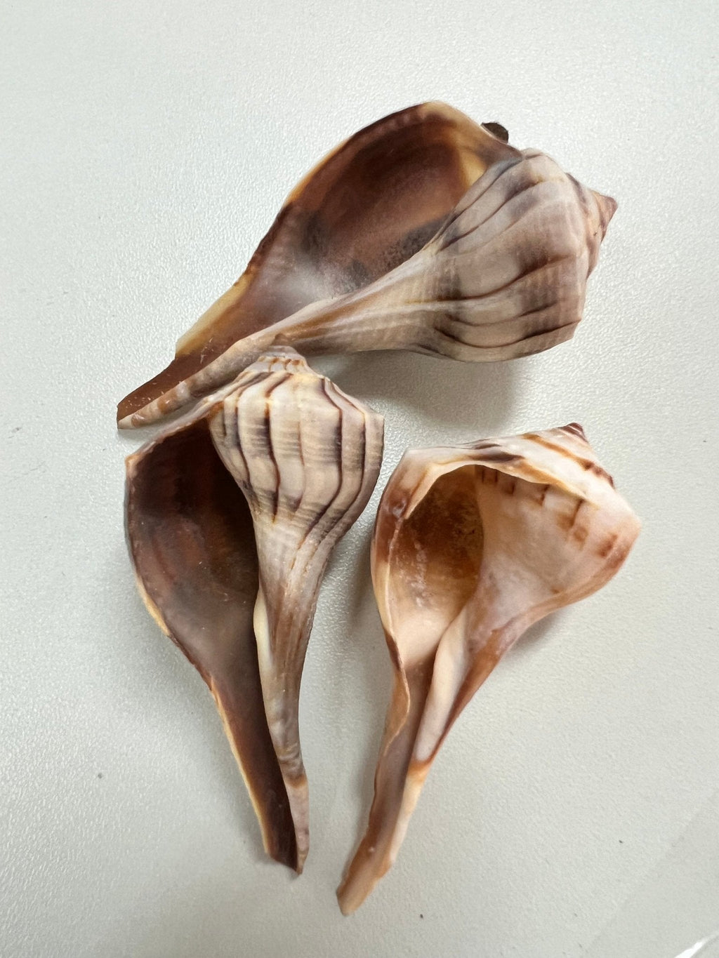 Lightning Whelk Shell (Sinistrofulgur perversum)