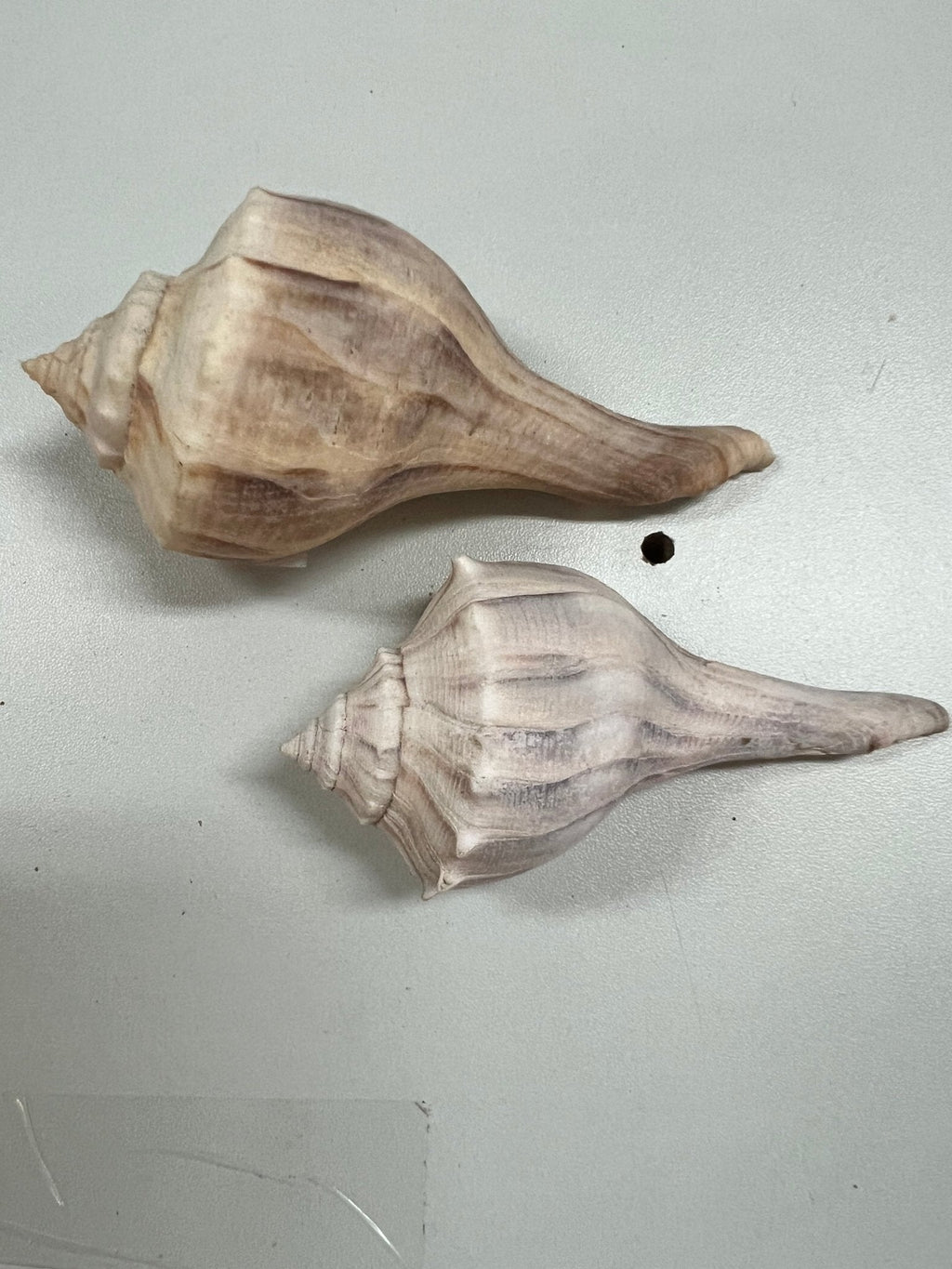 Lightning Whelk Shell (Sinistrofulgur perversum)