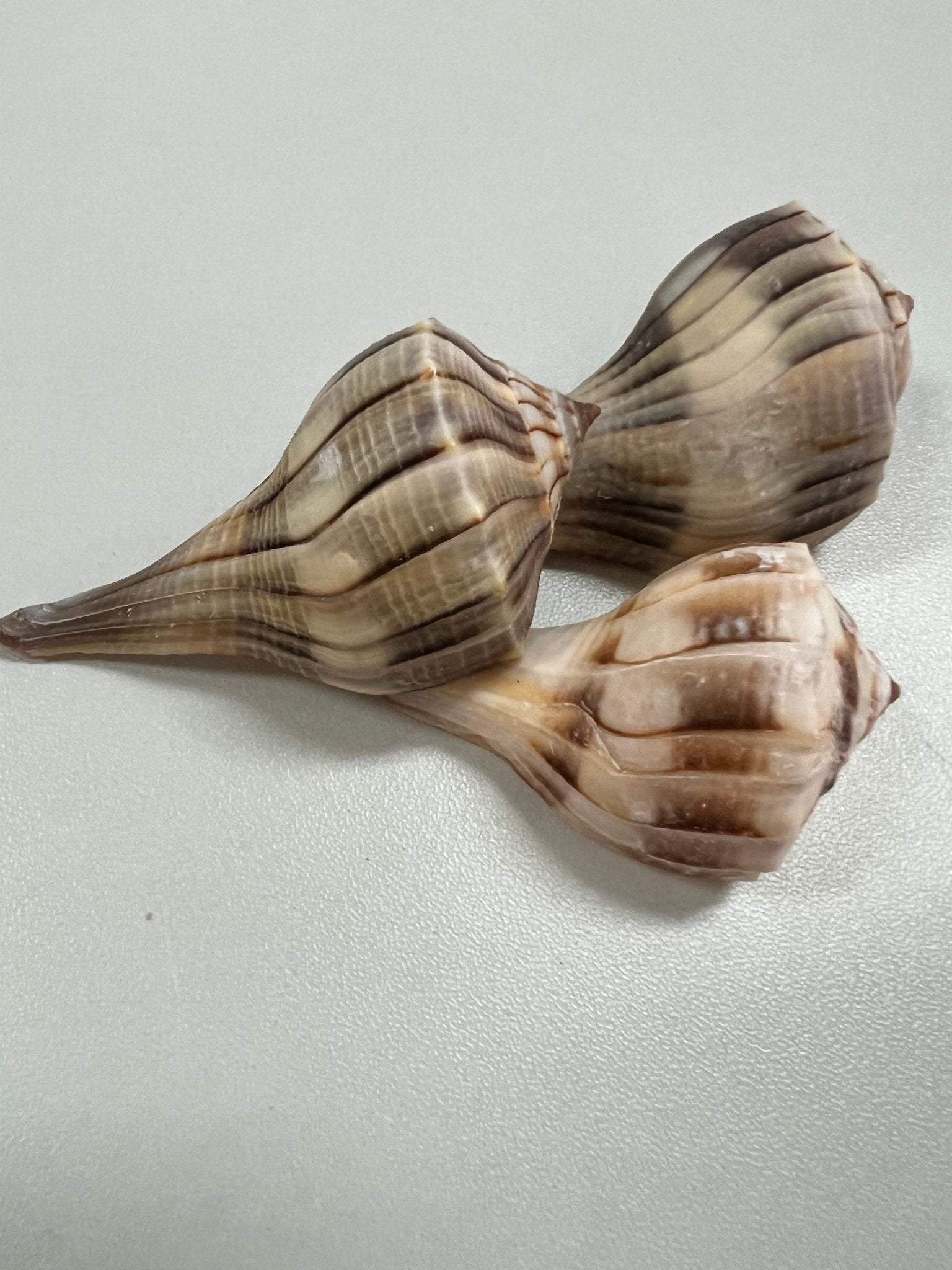 Lightning Whelk Shell (Sinistrofulgur perversum)
