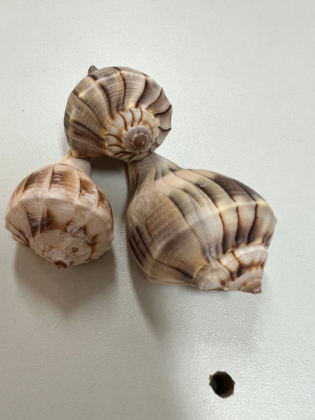 Lightning Whelk Shell (Sinistrofulgur perversum)
