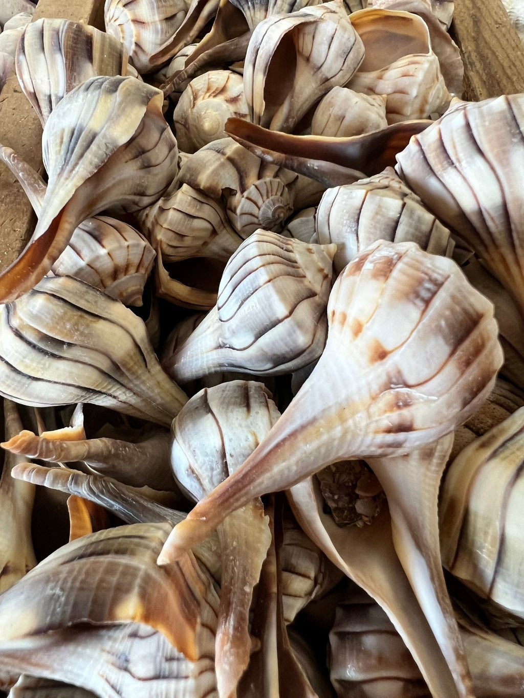 Lightning Whelk Shell (Sinistrofulgur perversum)