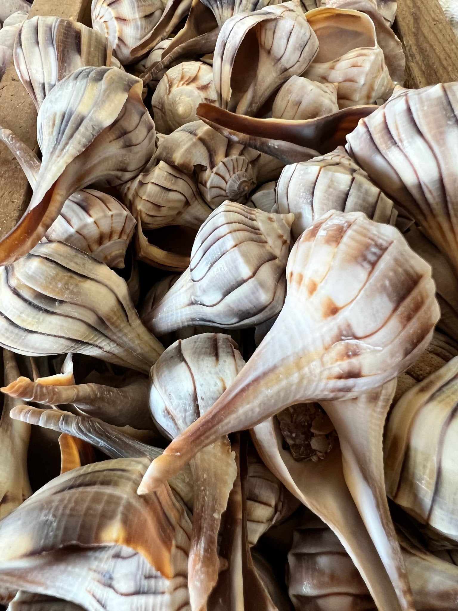 Lightning Whelk Shell (Sinistrofulgur perversum)