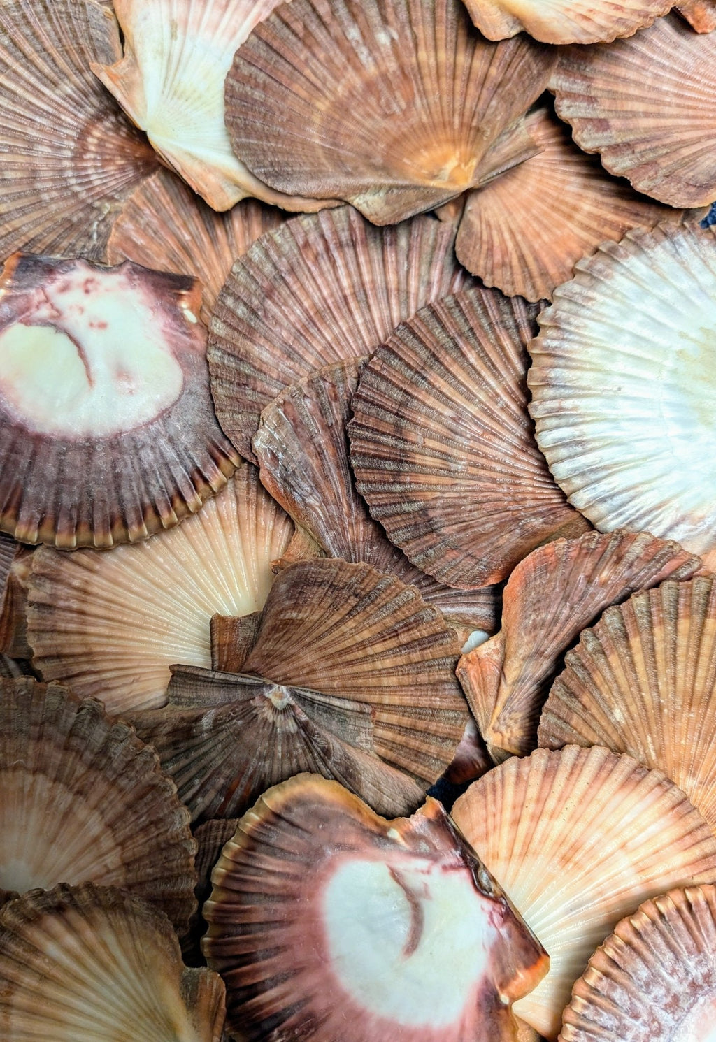 Mexican Flat Scallop Shells