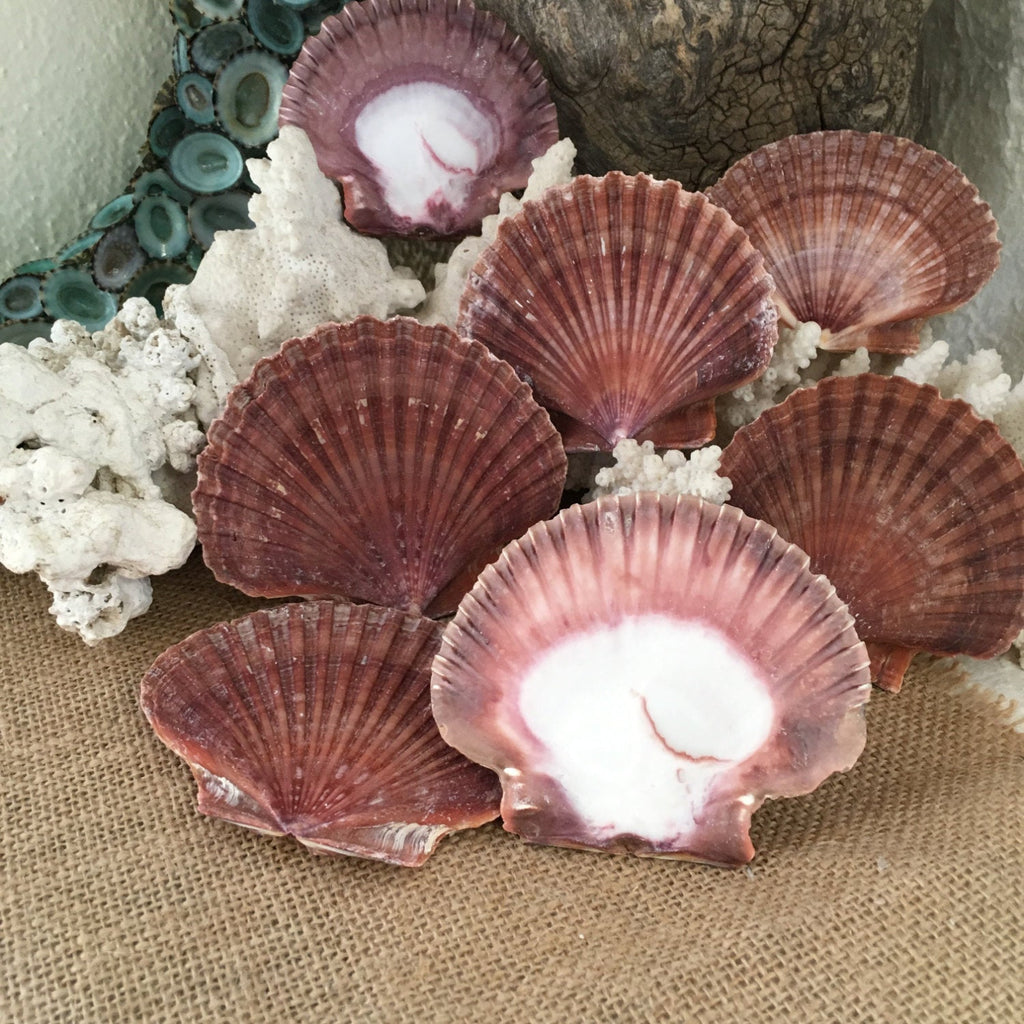 Mexican Flat Scallop Shells