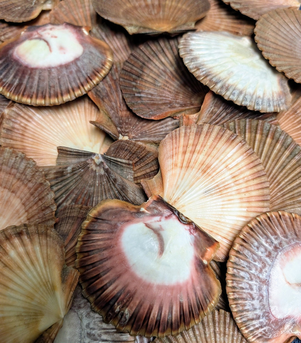 Mexican Flat Scallop Shells