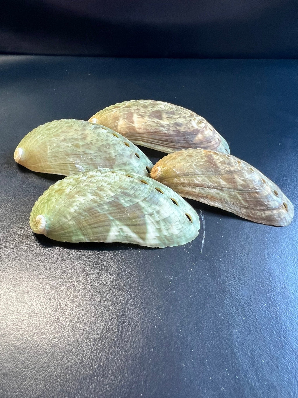 Mule Donkey Ear Abalone Shells – Haliotis asinina/asiana – 2-3"