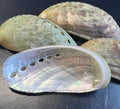 Mule Donkey Ear Abalone Shells – Haliotis asinina/asiana – 2-3"