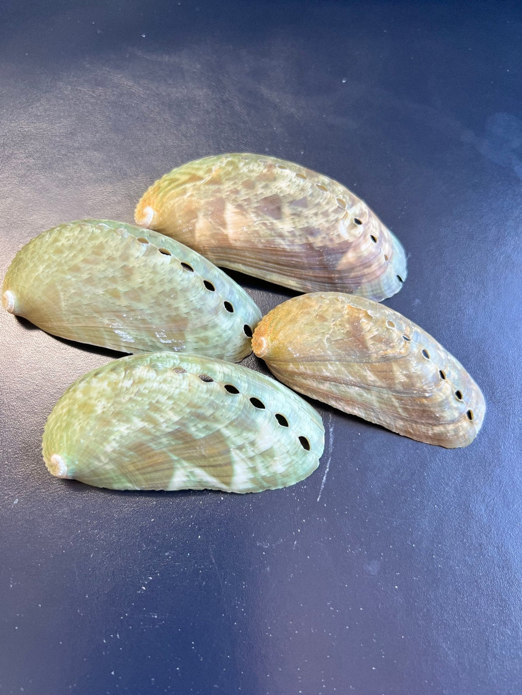 Mule Donkey Ear Abalone Shells – Haliotis asinina/asiana – 2-3"
