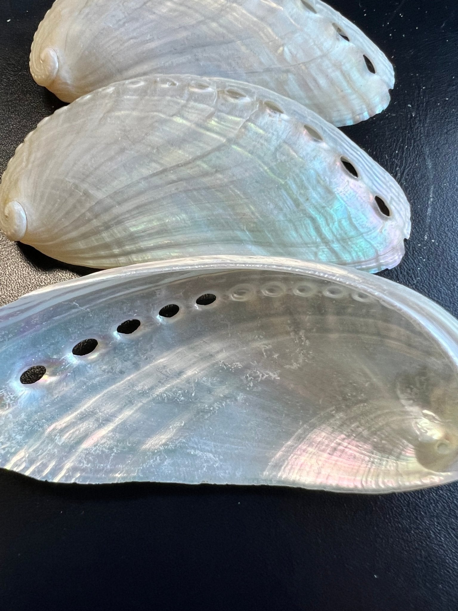 Pearl Donkey Mule Ear Abalone Shell