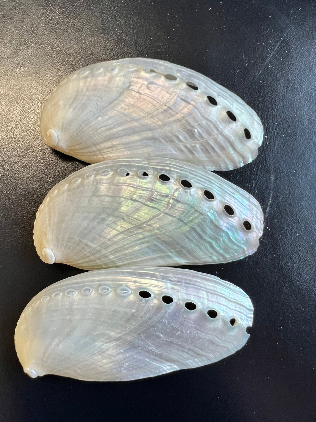 Pearl Donkey Mule Ear Abalone Shell