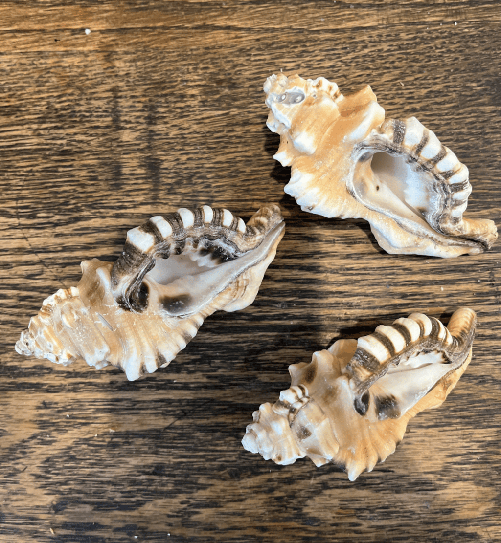 Perry Triton Conch Shell (Cymatium perryi)