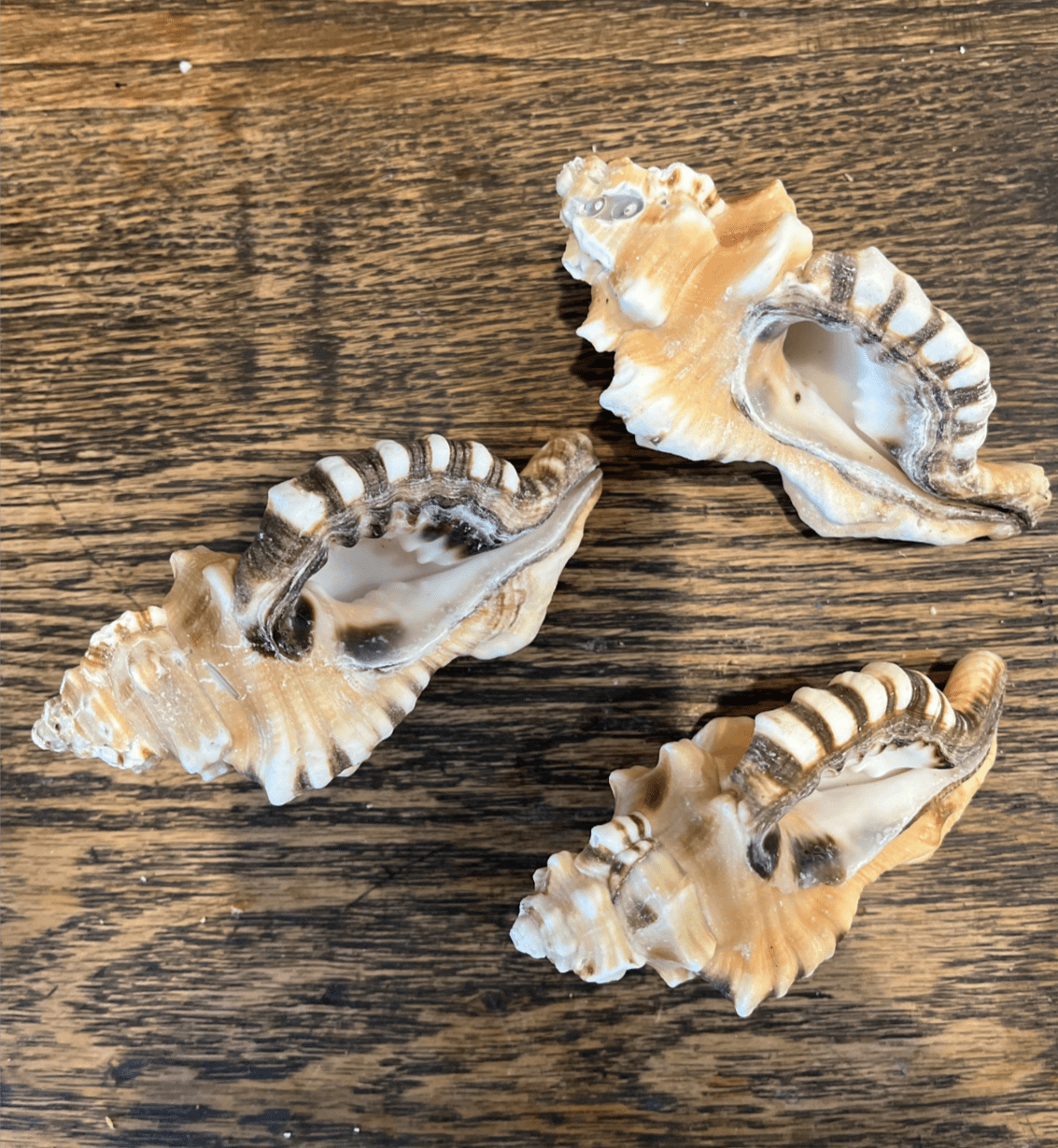 Perry Triton Conch Shell (Cymatium perryi)