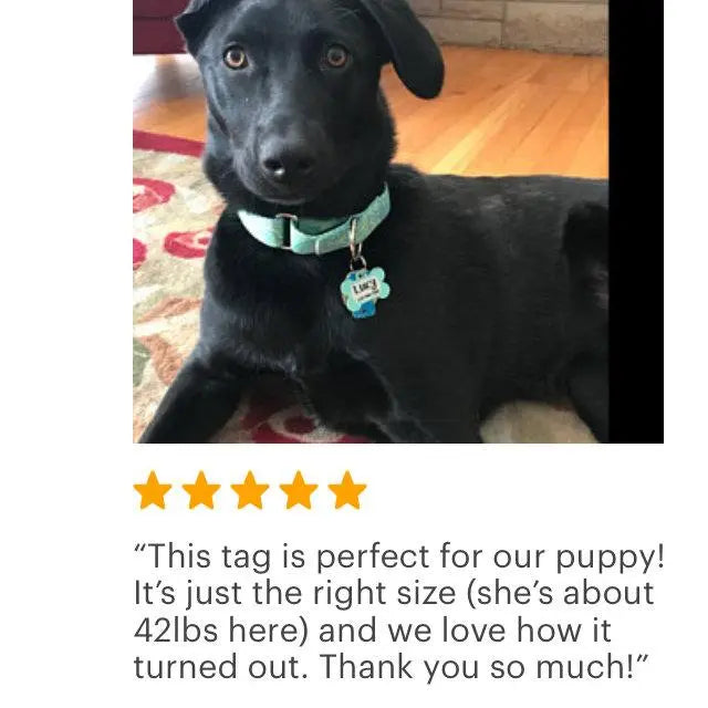 Dog wearing a collar with a bone-shaped metal name tag