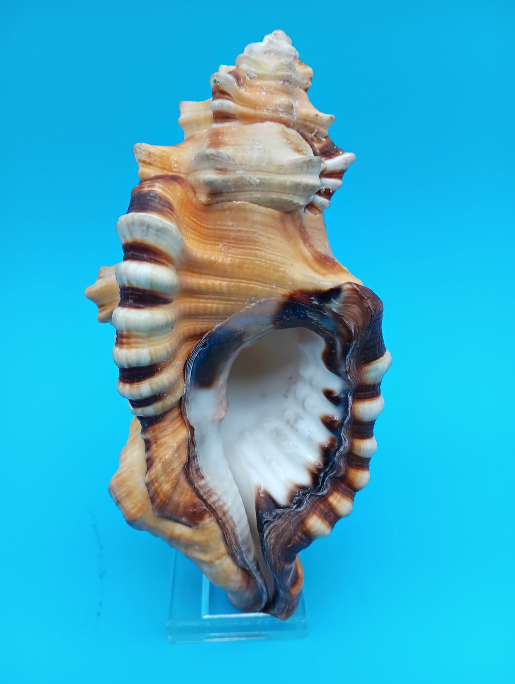 Perry Triton Conch Shell (Cymatium perryi)
