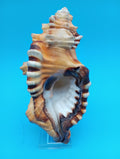 Perry Triton Conch Shell (Cymatium perryi)