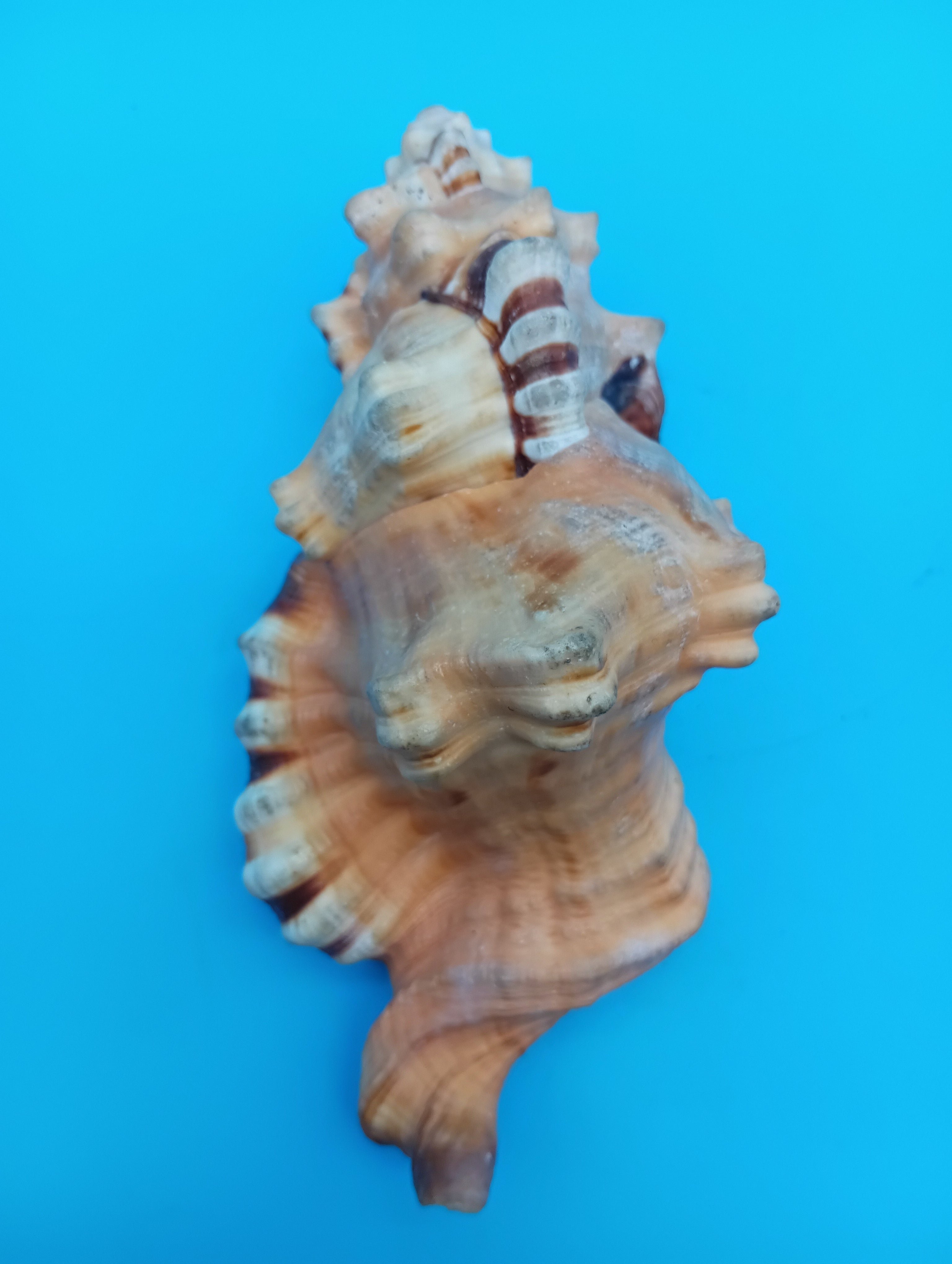 Perry Triton Conch Shell (Cymatium perryi)