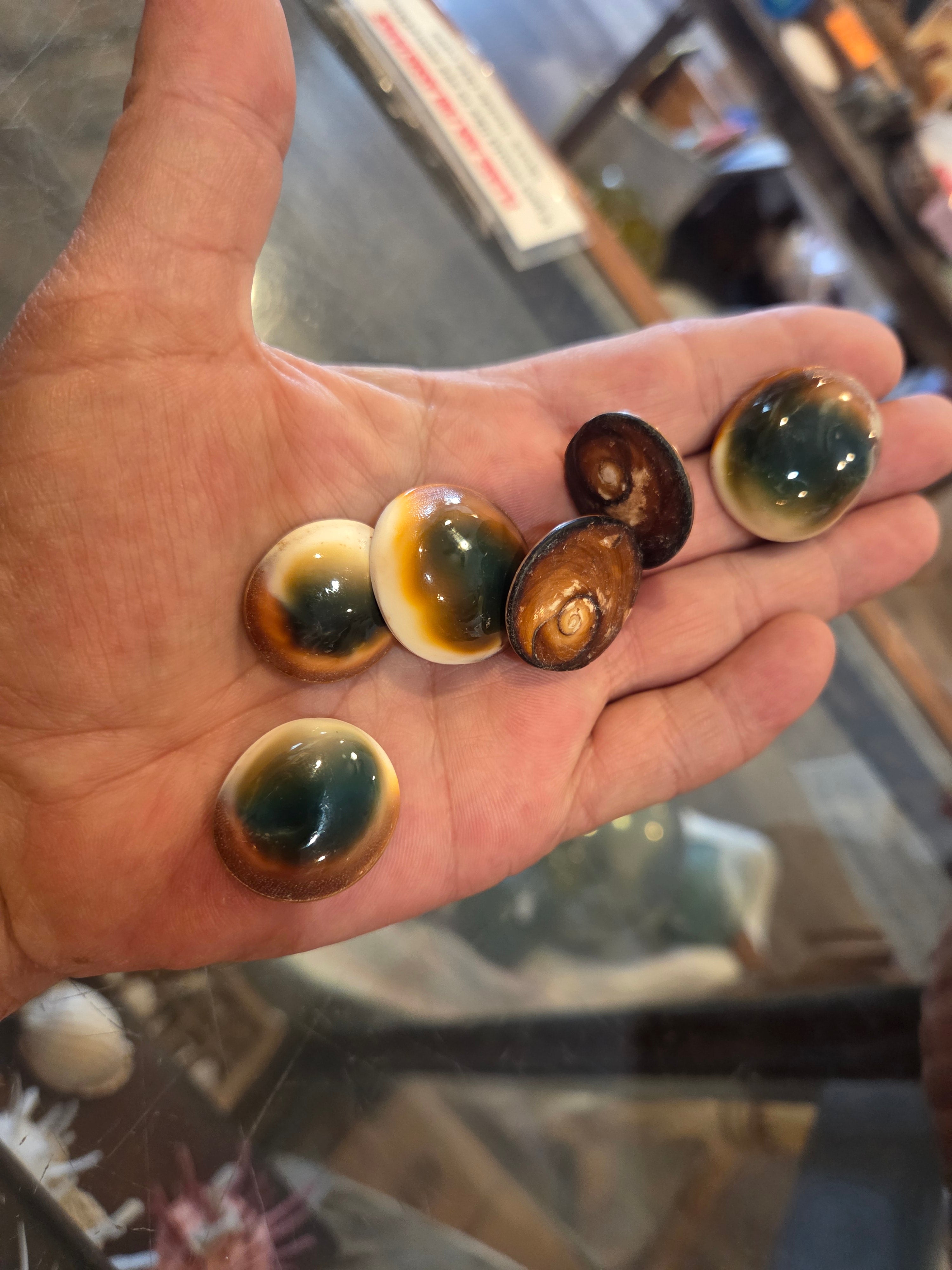 Red & Green Cats Eye Operculum Eye of Shiva Shell