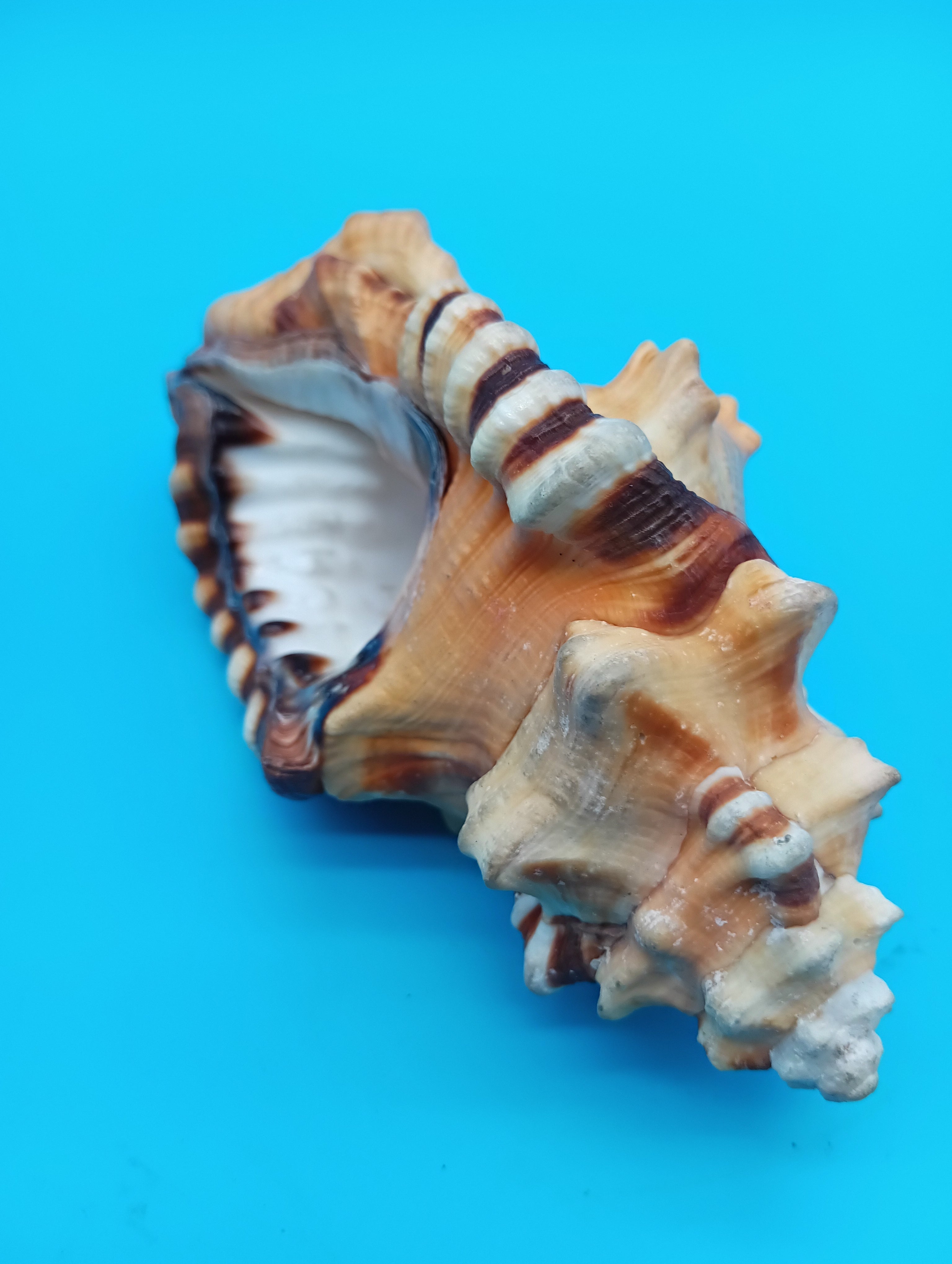Perry Triton Conch Shell (Cymatium perryi)